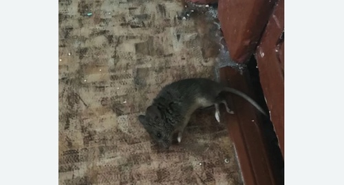 Дезинфекция от мышей в поселке Ильичёво