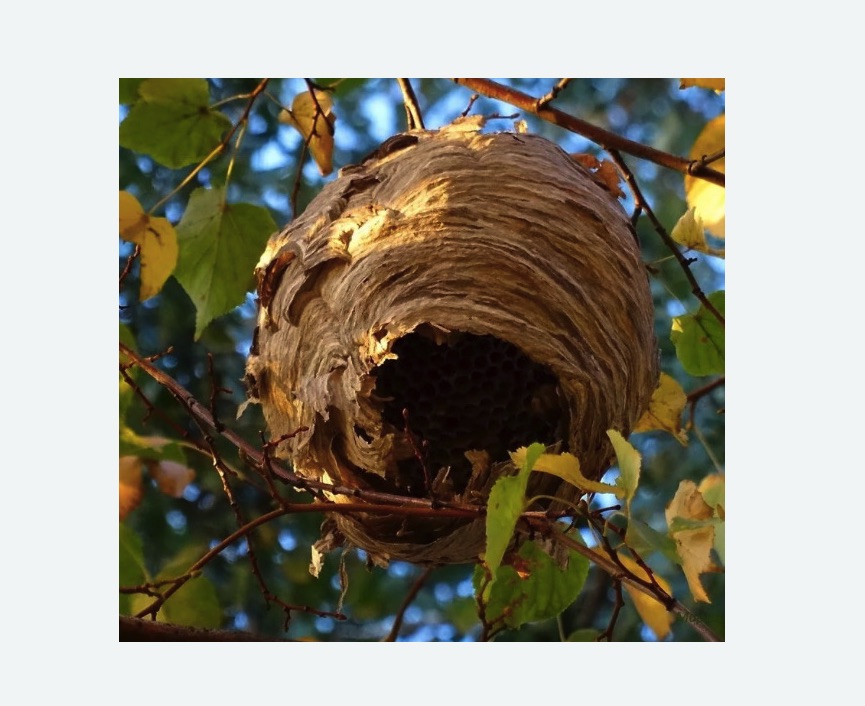 Обработка от шершней в поселке Ильичёво