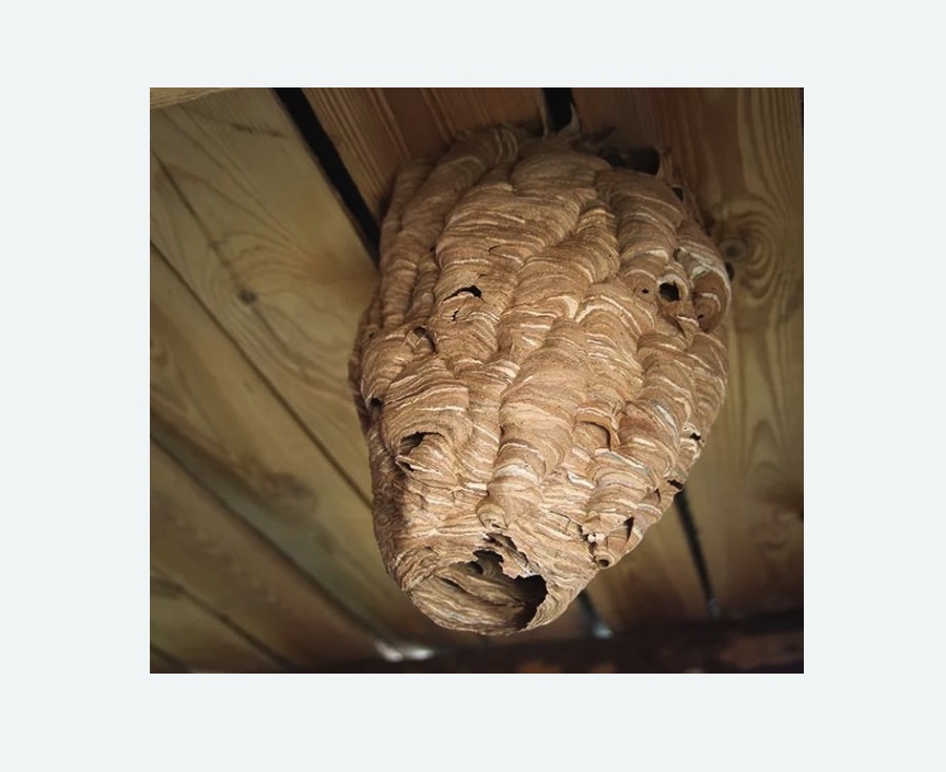 обработка от шершней в поселке Ильичёво