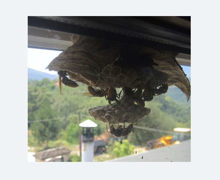 Уничтожение гнёзд шершней в поселке Ильичёво