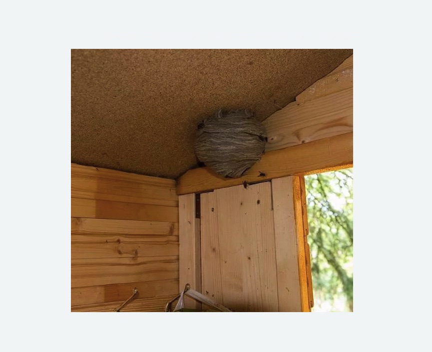 Обработка от ос в поселке Ильичёво Обработка от ос