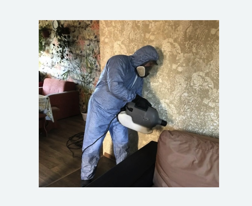 Уничтожение блох в квартире. поселок Ильичёво Уничтожение блох в квартире