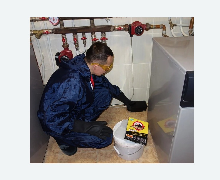 Уничтожение крыс Уничтожение крыс в поселке Ильичёво