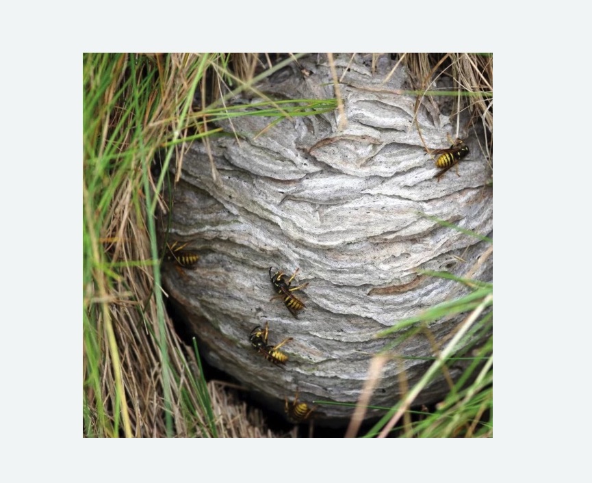 Уничтожение ос и ульев Уничтожение ос и ульев в поселке Ильичёво